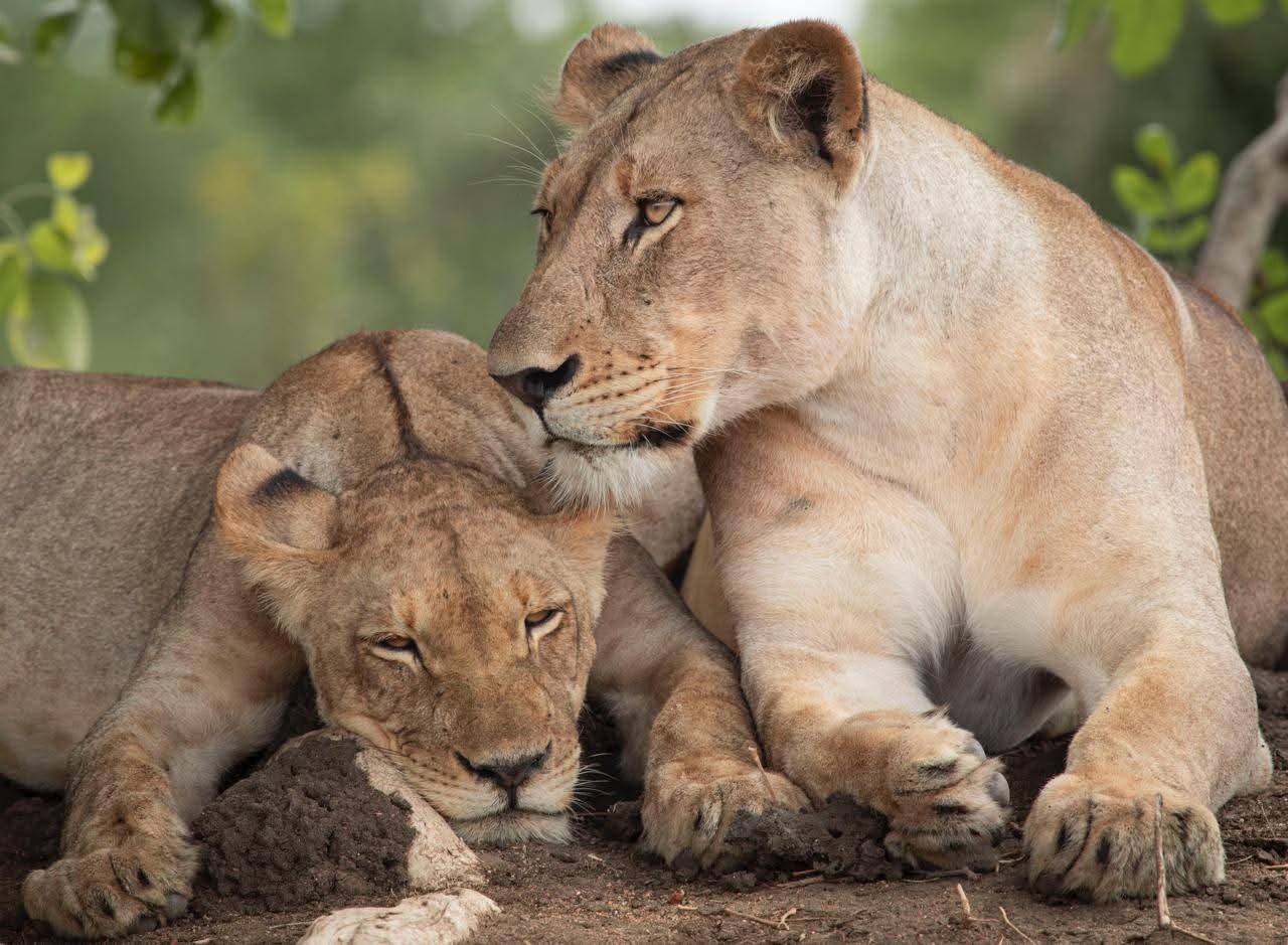 African travel moment